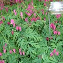Dicentra formosa 'Bacchanal'
